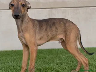 Whippet perros Whippet - Anuncio 1