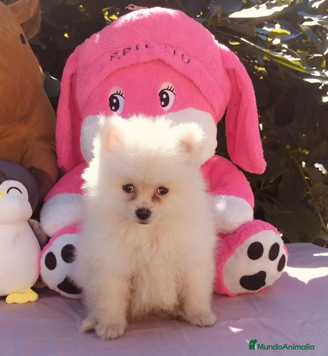 Pomerania perros en venta: Precioso machito de pomerania - Anuncio 1