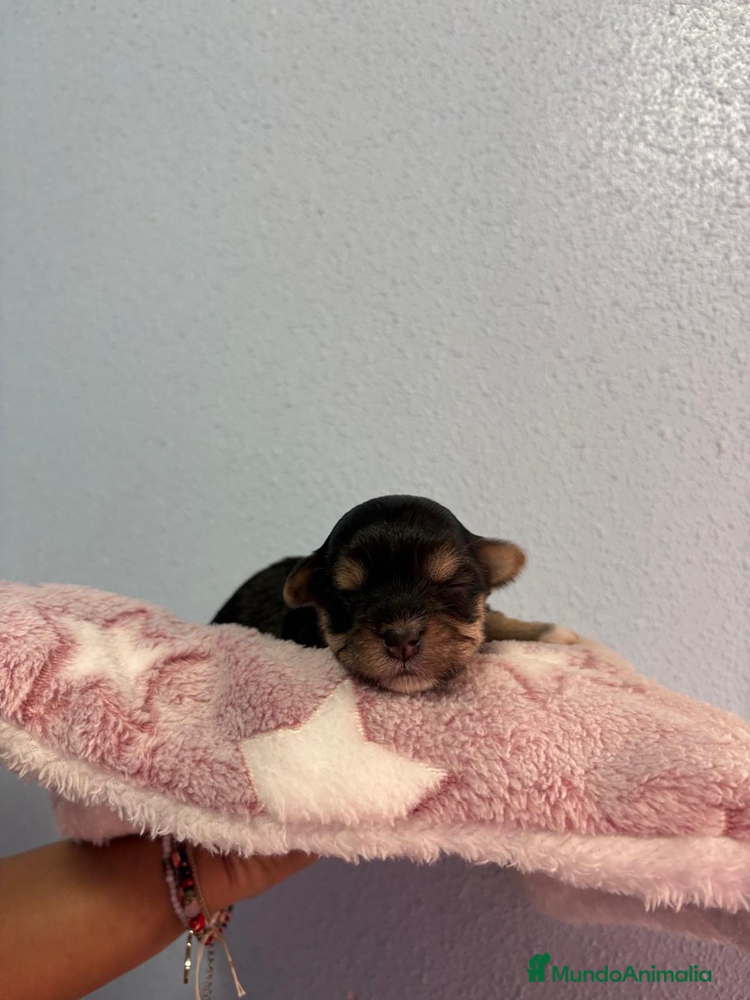 Morkie perros en venta: Morkie - Anuncio 3