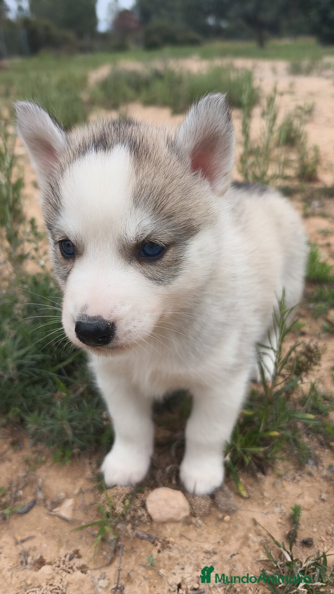 Husky Siberiano perros en venta: Husky SIBERIANO disponibles  - Anuncio 13