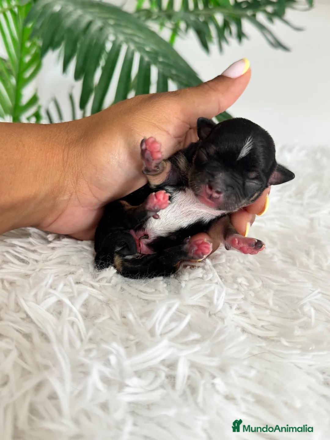 Chihuahua perros en venta: CHIHUAHUA - Anuncio 2