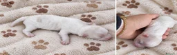 Caniche Toy perros en venta: Caniche Toy en Granada - Anuncio 1