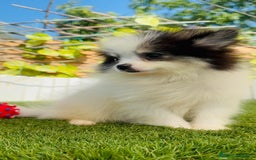 Pomerania perros en venta: POMERANIA HEMBRA ENVIOS A TODA ESPAÑA - Imagen 21