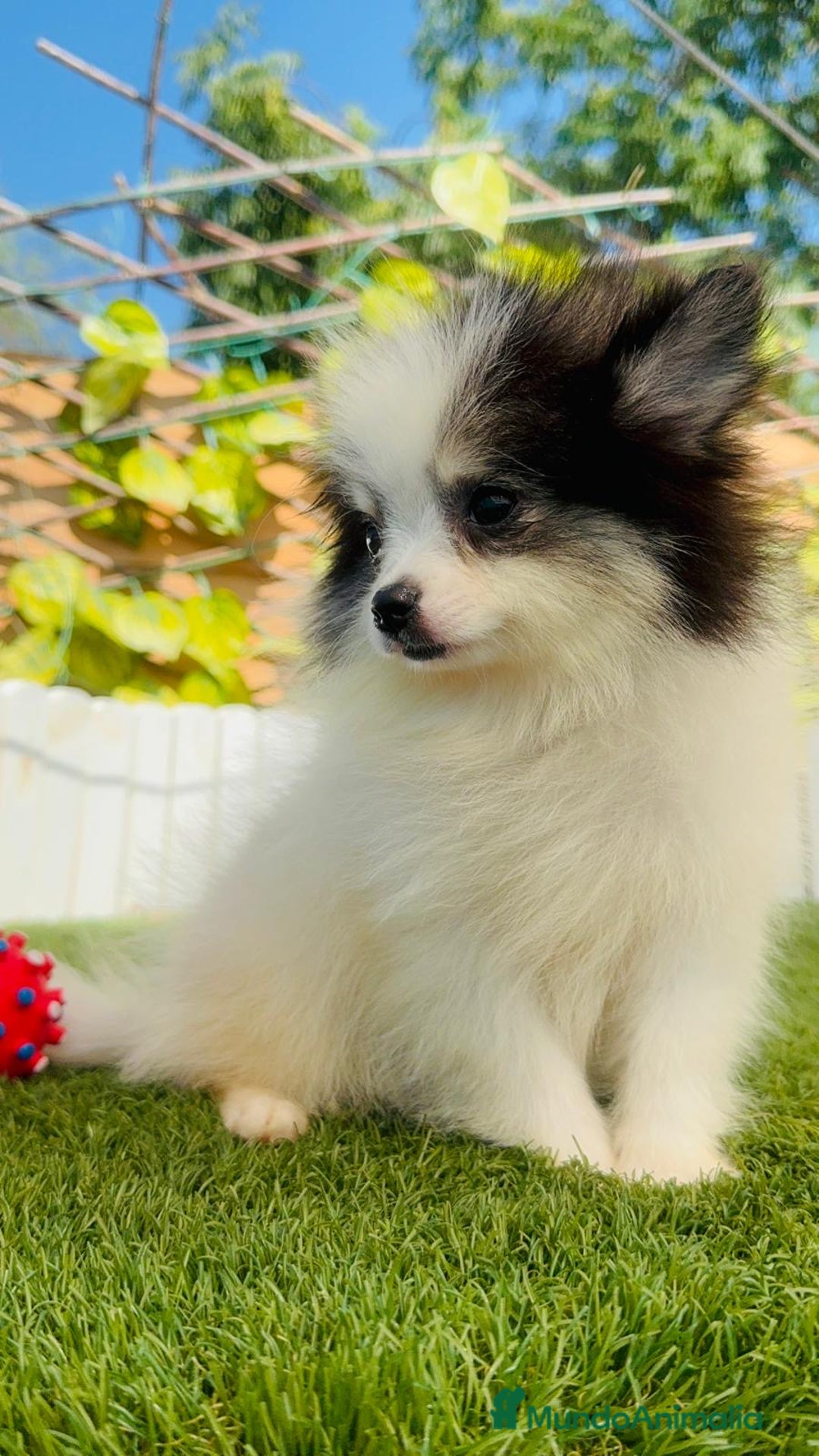 Pomerania perros en venta: POMERANIA HEMBRA ENVIOS A TODA ESPAÑA - Imagen 21