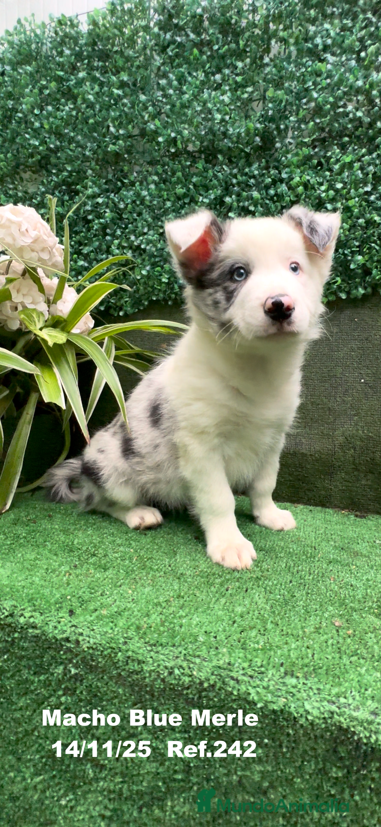 Border Collie perros Border Collie De Villa Biznaga - Anuncio 2