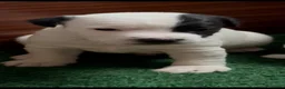 Parson Russell Terrier perros en venta: Parson Russell Terrier - Anuncio 9
