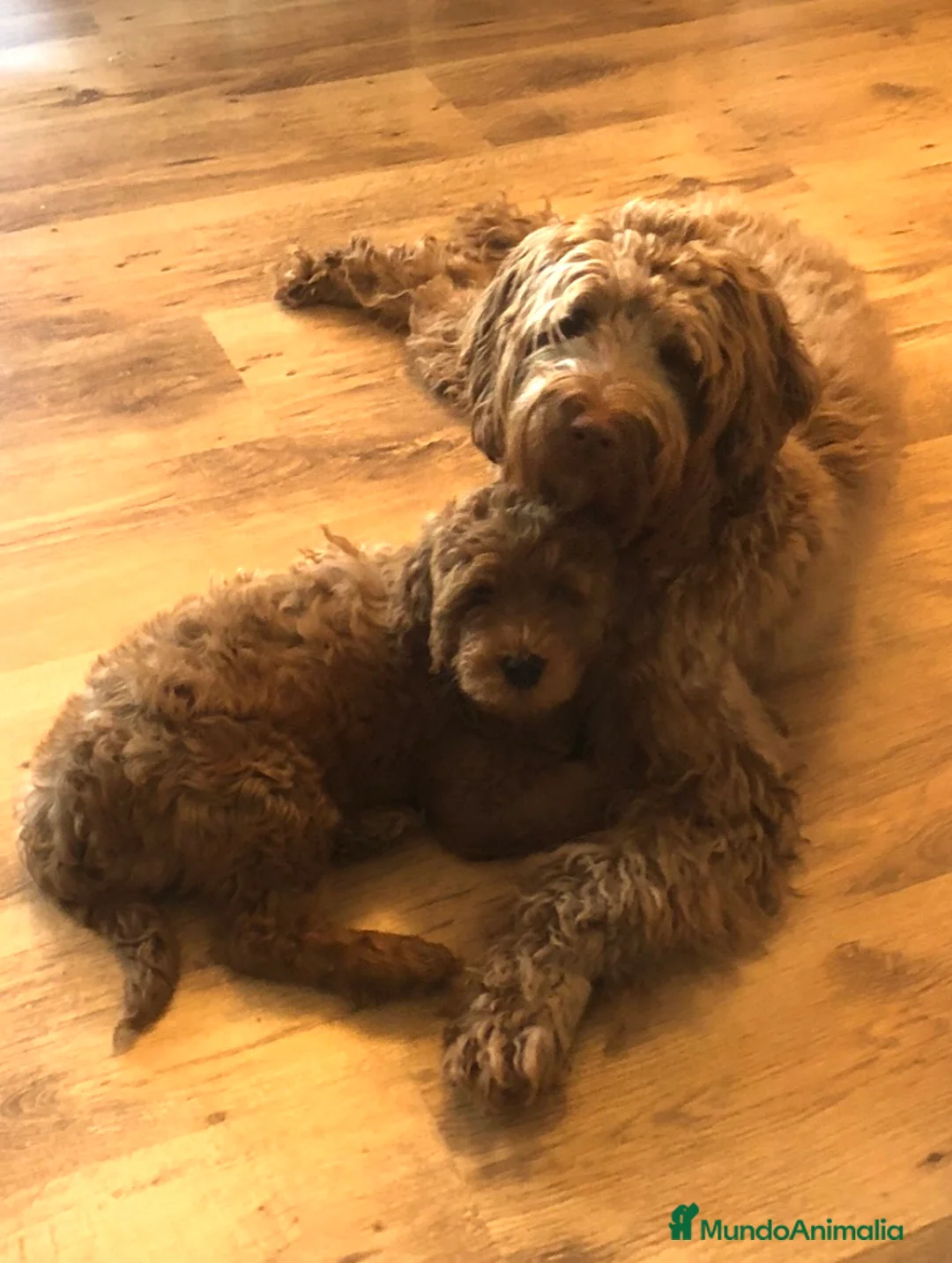 Labradoodle perros en venta: Labradoodle australiano - Anuncio 5