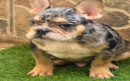 Bulldog Francés perros en venta: Macho black an tan Merle  - Imagen 1