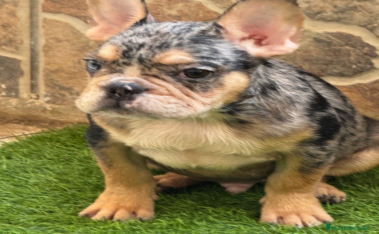 Bulldog Francés perros - Propaganda 2