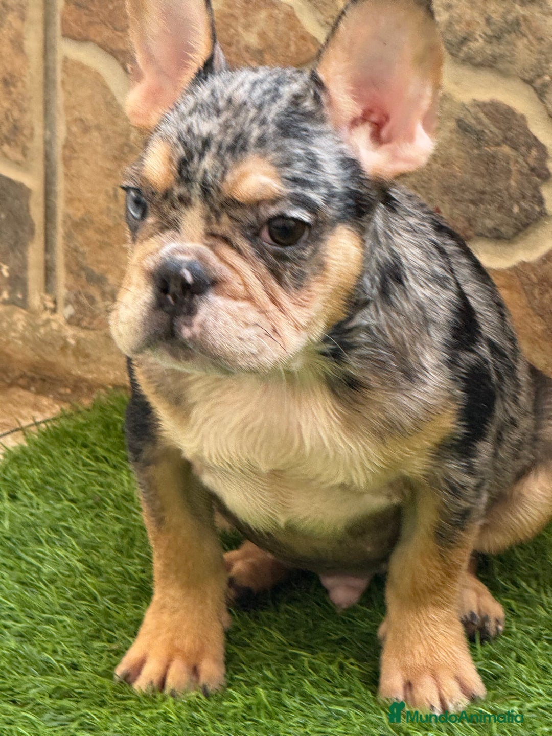 Bulldog Francés perros en venta: Macho black an tan Merle  - Imagen 1