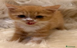 Británico de Pelo Corto gatos en venta: Hembra British Bicolor - Anuncio 2