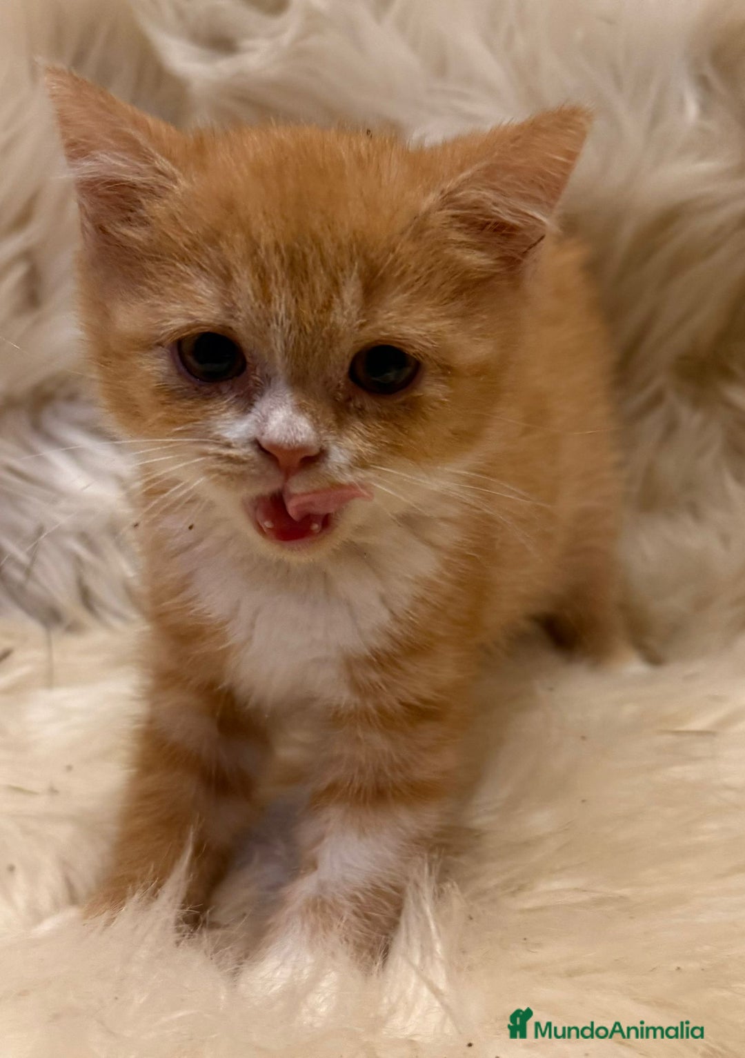 Británico de Pelo Corto gatos en venta: Hembra British Bicolor - Anuncio 2