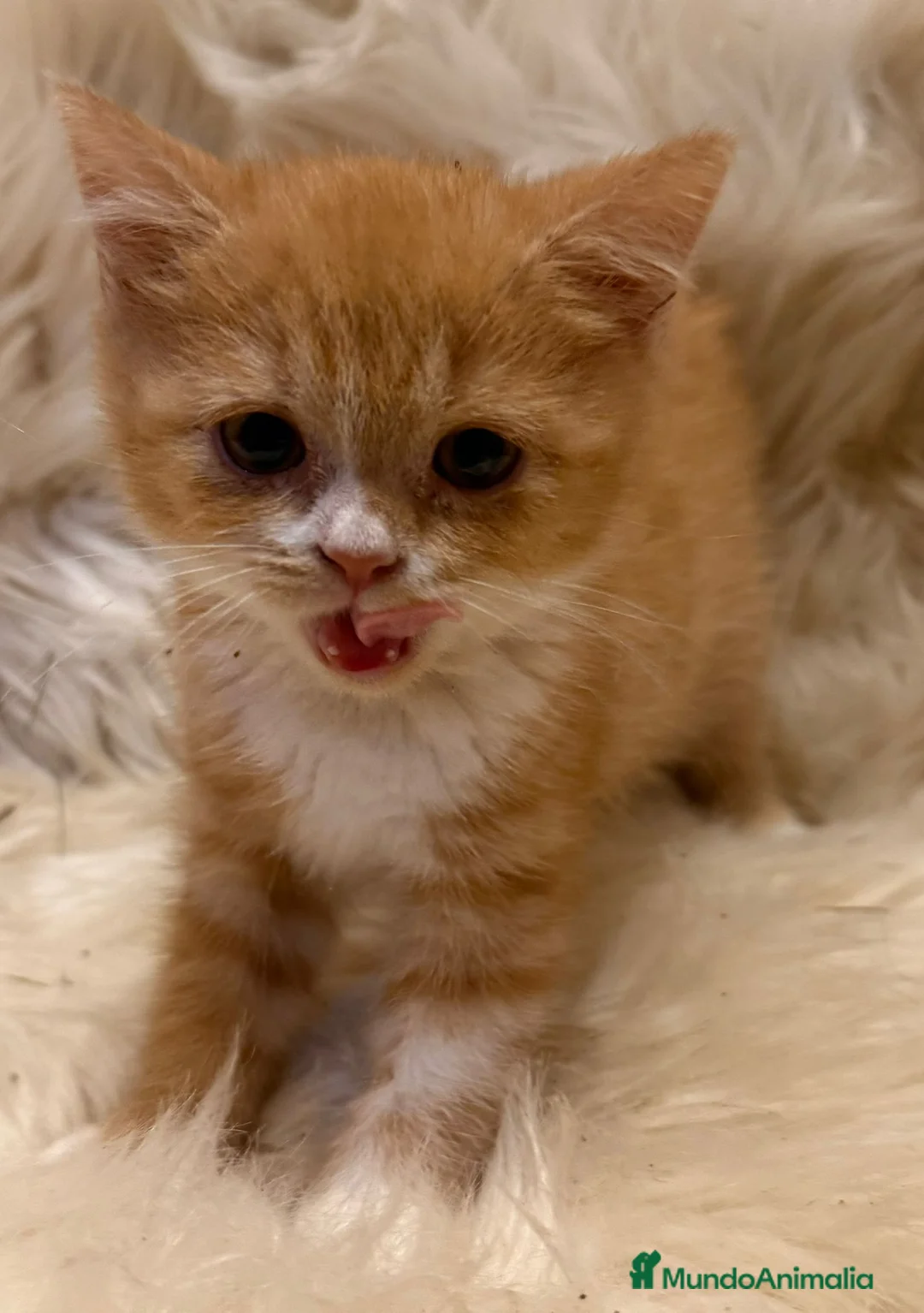 Británico de Pelo Corto gatos en venta: Hembra British Bicolor - Anuncio 2