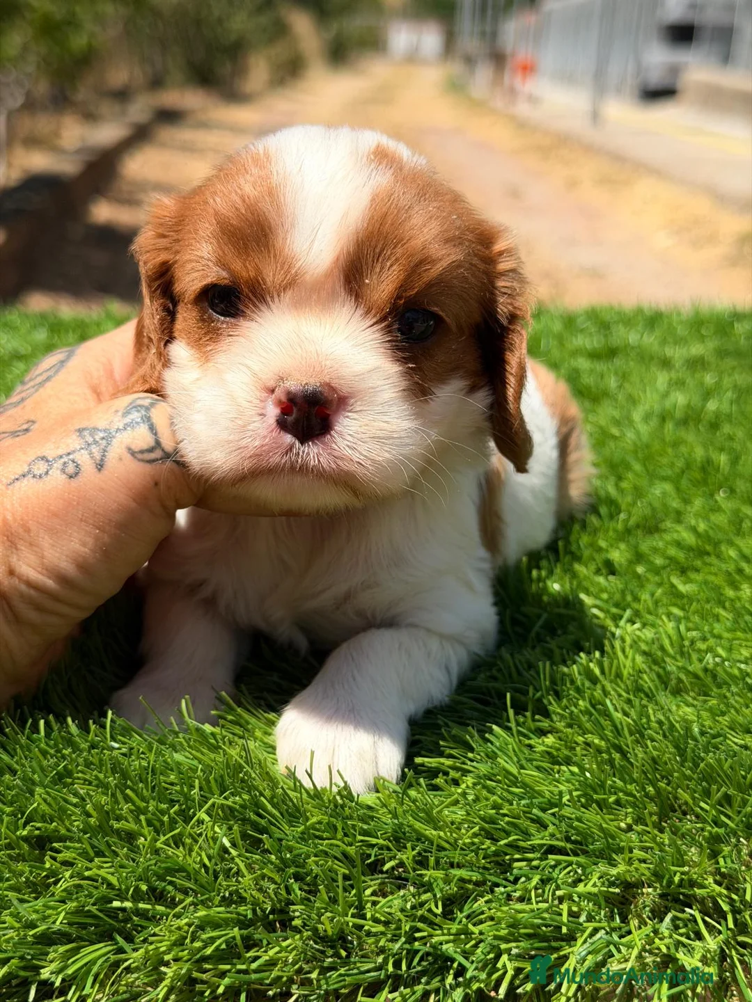 Cavalier King Charles Spaniel perros en venta: CAVALIER BLENHEIN Y TRICOLOR DISPONIBLES - Anuncio 1