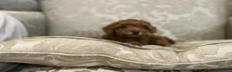 Caniche Toy perros en venta: caniche toy en Vizcaya - Anuncio 4