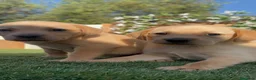 Labrador Retriever perros en venta: LABRADOR RETRIEVER  - Anuncio 4