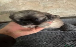 Shih Tzu perros en venta: Shih tzu - Imagen 8