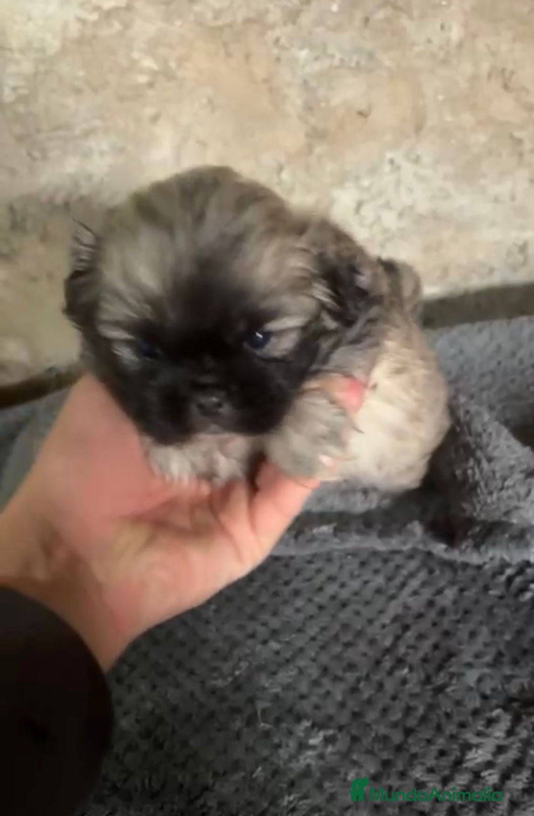 Shih Tzu perros en venta: Shih tzu - Imagen 8