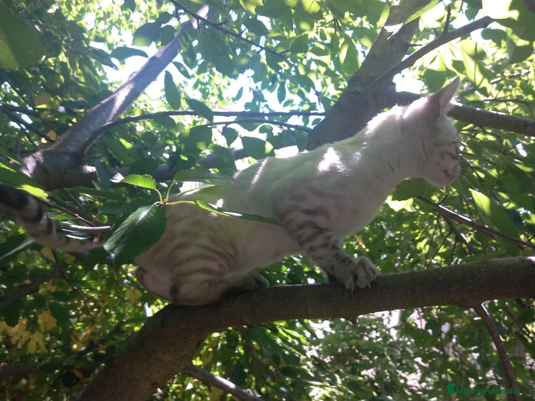Bengalí gatos en venta: Disponible gatita Bengali - Imagen 4