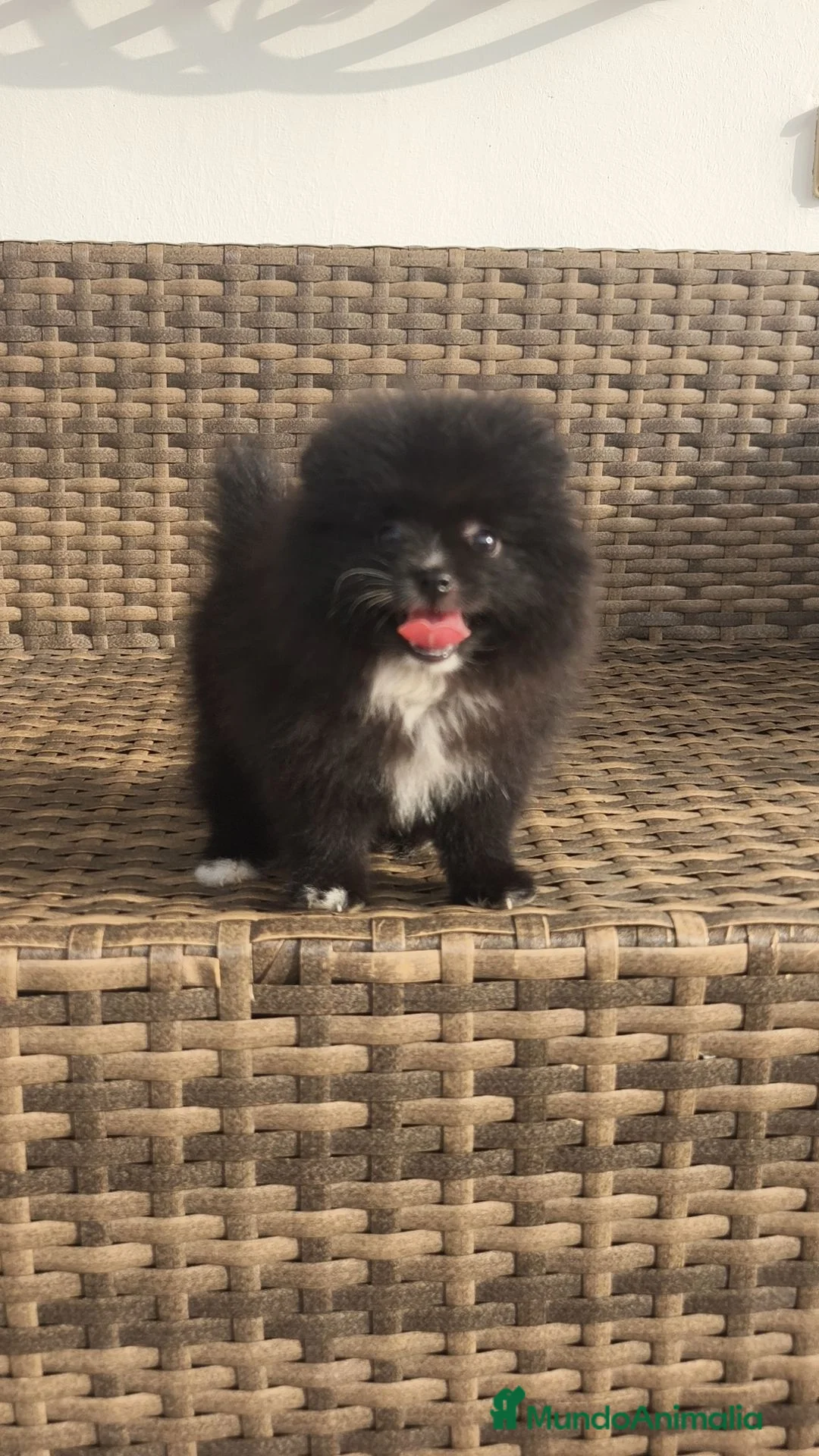 Pomerania perros en venta: Pomerania TOY Negra hembra super Mini  - Anuncio 2