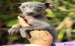 Pequeño Lebrel Italiano perros en venta: Piccolo italiano blue - Anuncio 3