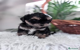 Raza Mixta perros en venta: YORKIPOO - Anuncio 6