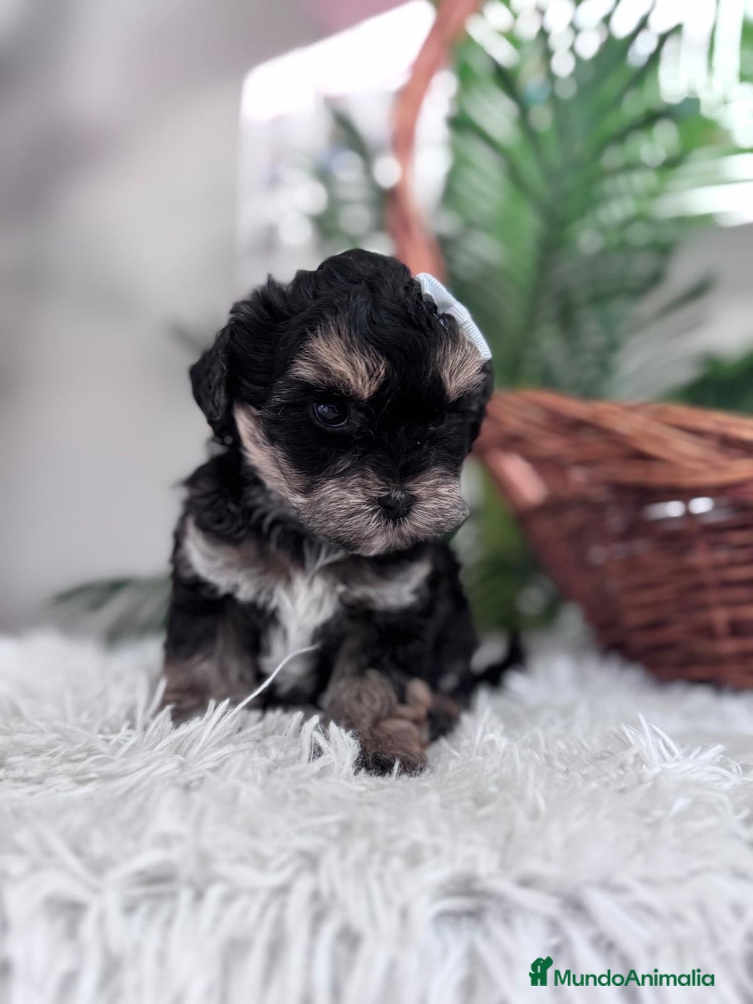 Raza Mixta perros en venta: YORKIPOO - Anuncio 6