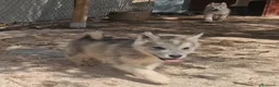 Alaskan Malamute perros en venta: Hembras de Alaskan Malamute  - Anuncio 3