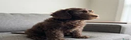 Labradoodle perros en venta: Labradoodle únicos  - Anuncio 14