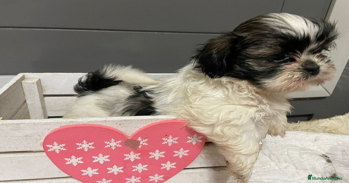 Shitz tzu en venta en Lorca | MundoAnimalia
