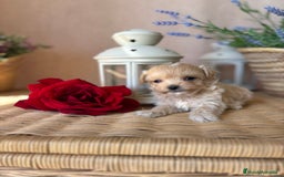 Maltipoo perros en venta: Maltipoo tacita de té hembra disponible  - Imagen 3