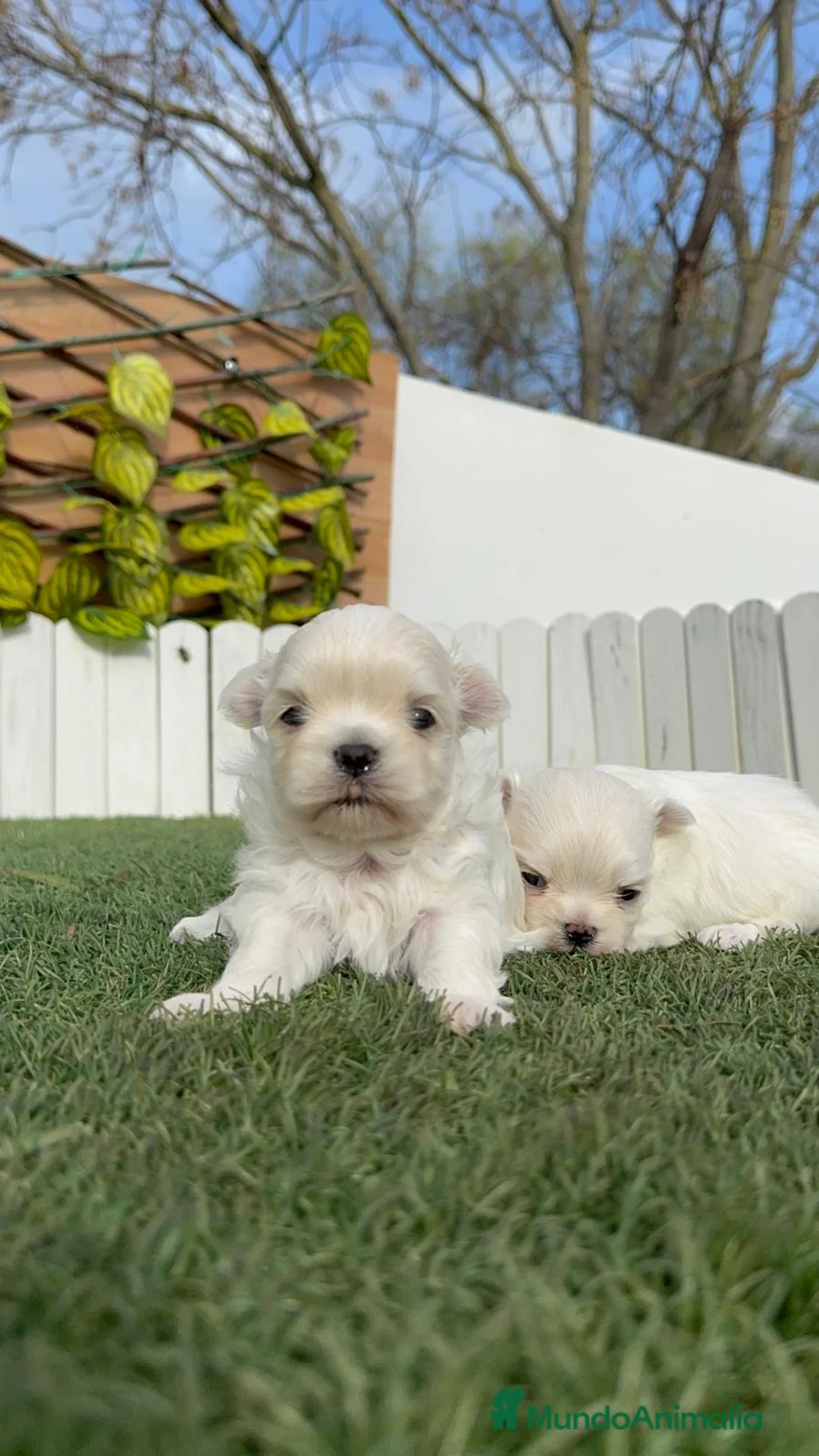 Bichón Maltés perros en venta: BICHÓN MALTÉS COREANO - Anuncio 7