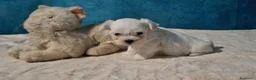 Bichón Maltés perros en venta: Bichón Maltés Cachorros Americano - Anuncio 4