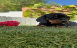 Teckel Miniatura perros en venta: TECKEL MINIATURA  - Imagen 24
