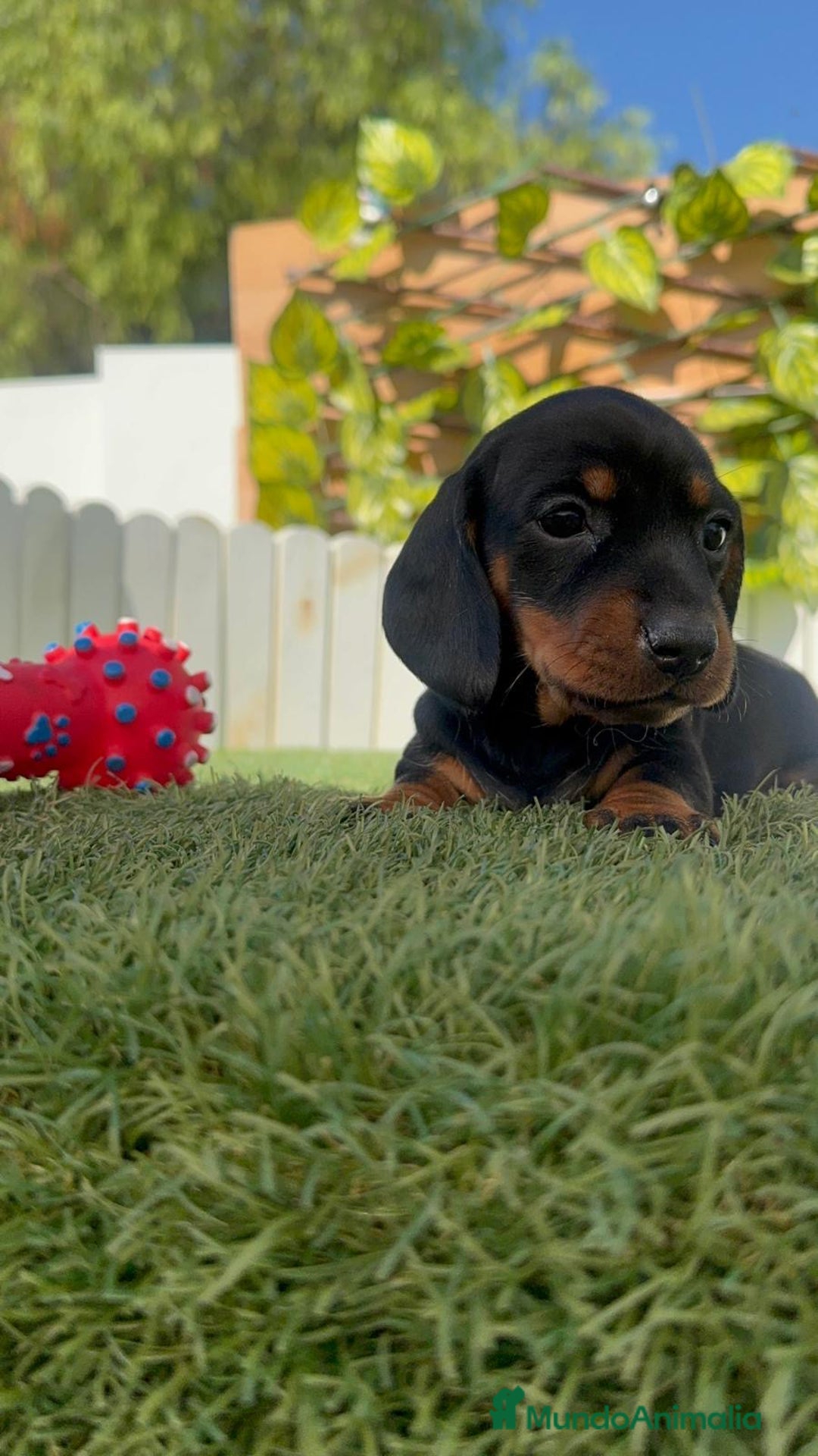 Teckel Miniatura perros en venta: TECKEL MINIATURA  - Imagen 24
