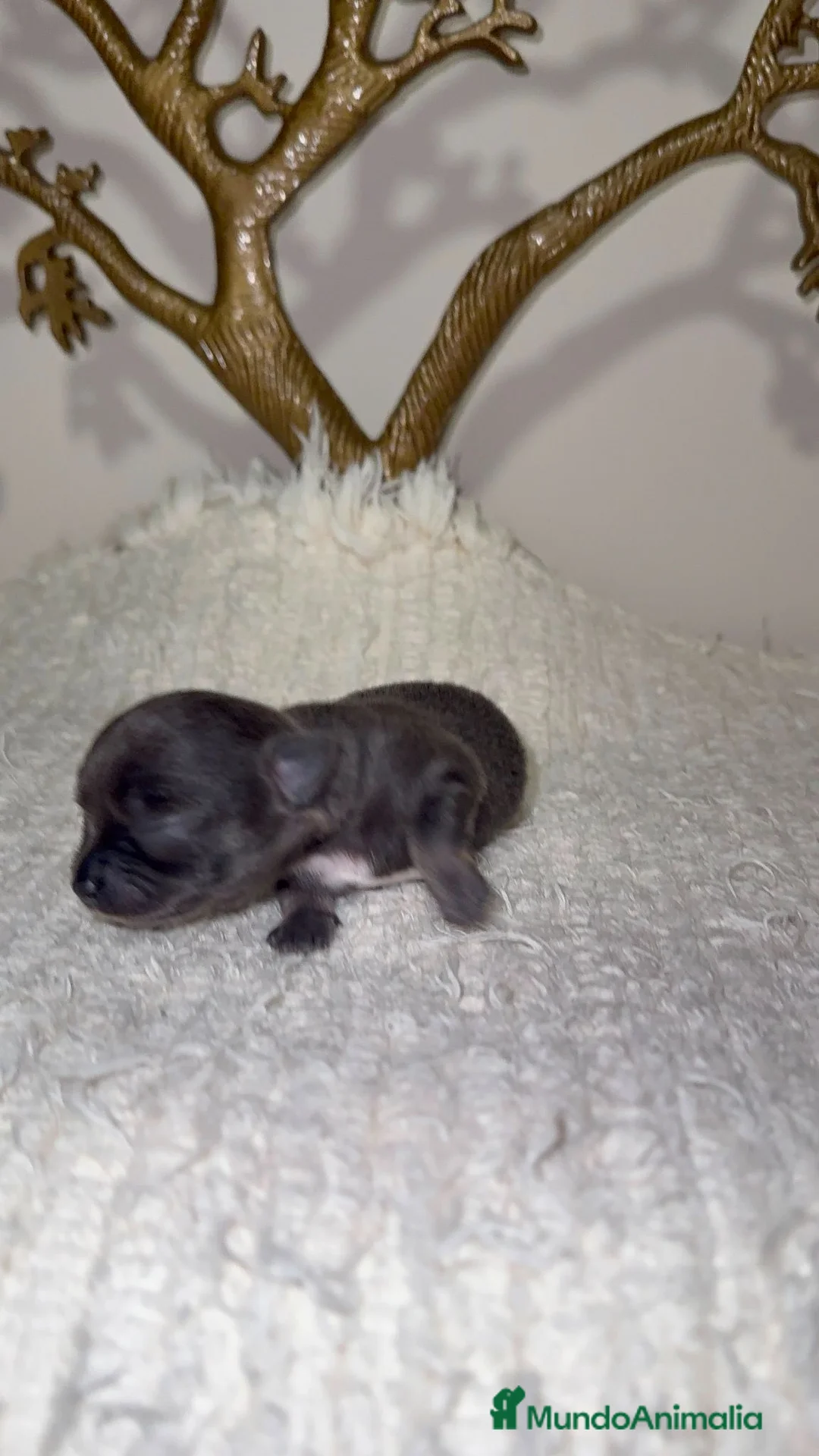 Chihuahua perros en venta: Chihuahua Toy blue cabeza manzana  - Anuncio 2