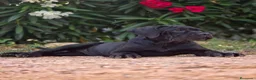 Cane Corso perros en venta: La hembra negra de Cane Corso  - Anuncio 2