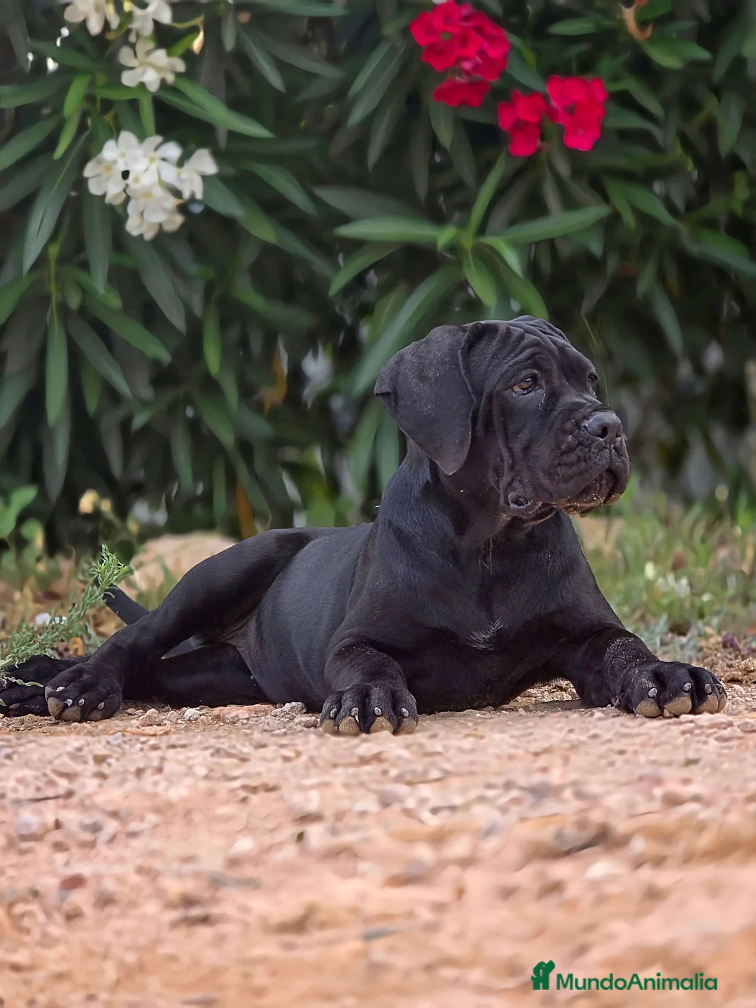 Cane Corso perros en venta: La hembra negra de Cane Corso  - Anuncio 2