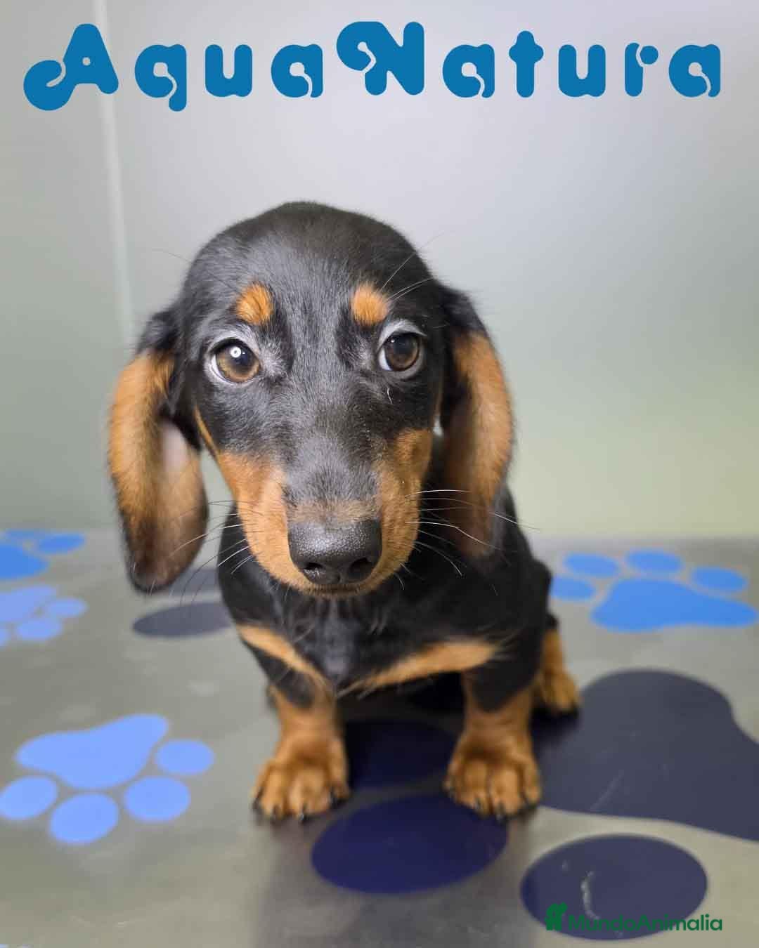 Teckel perros en venta: Teckel Hembra de Kily y Luisiño 8164 AQUANATURA - Anuncio 1