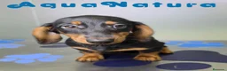 Teckel perros en venta: Teckel Hembra de Kily y Luisiño 8164 AQUANATURA - Anuncio 1