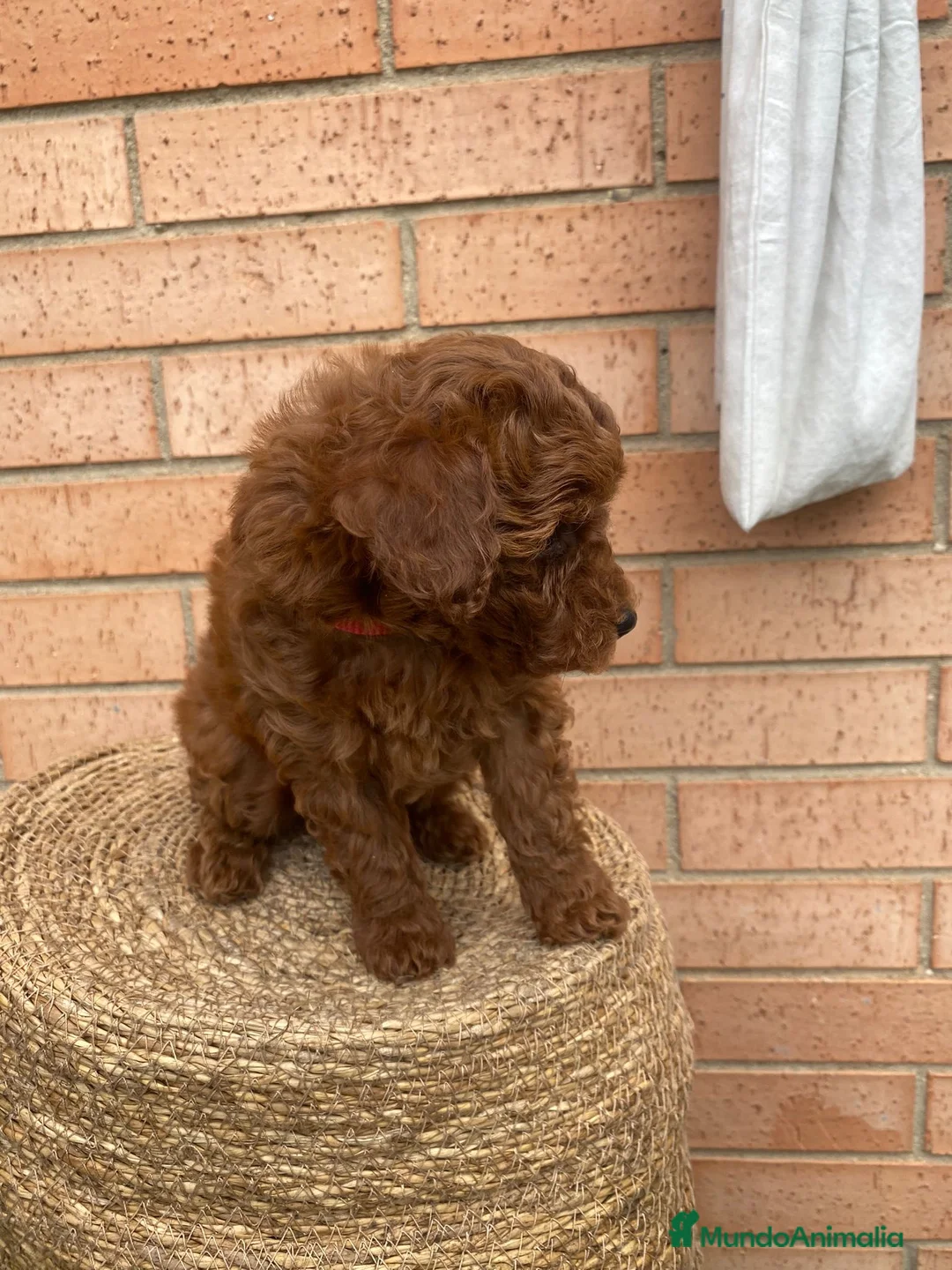 Caniche Toy perros en venta: Caniches toy en Almería - Anuncio 3