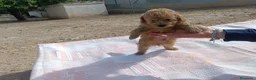 Caniche Toy perros en venta: CANICHES APRICOT TOY  - Anuncio 3