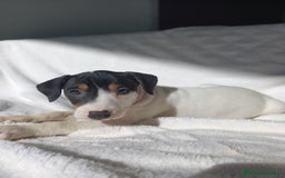 Ratonero Bodeguero Andaluz perros en venta: BODEGUEROS  - Anuncio 4