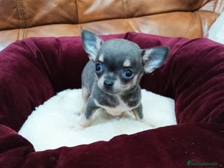 Chihuahua perros Chihuahua toy - Anuncio 5
