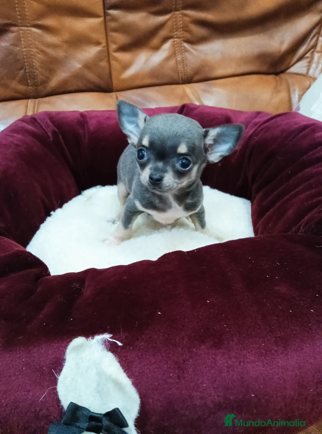 Chihuahua perros en venta: Chihuahua toy - Anuncio 1
