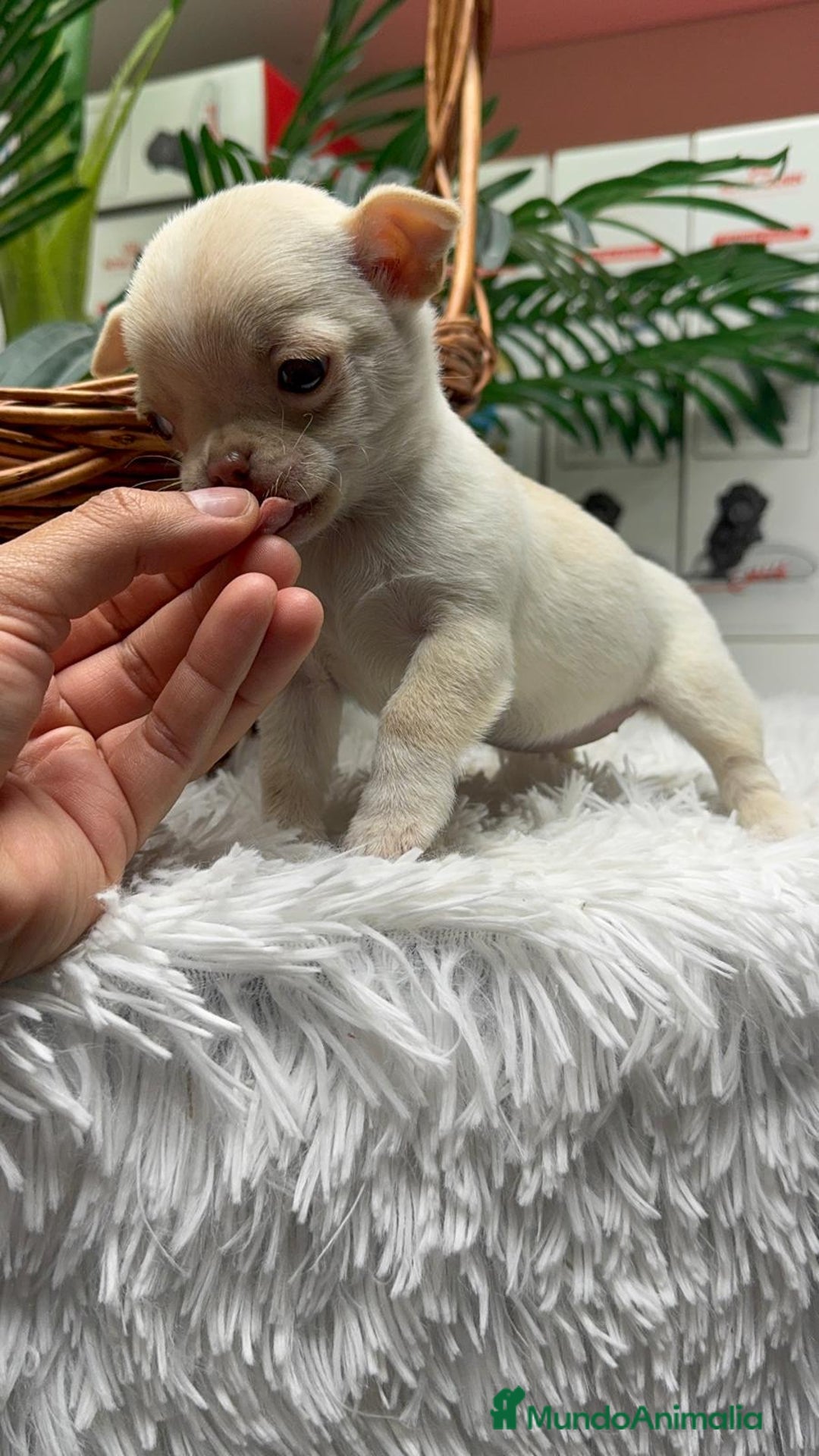 Chihuahua perros en venta: CHIHUAHUA HEMBRA - Anuncio 5
