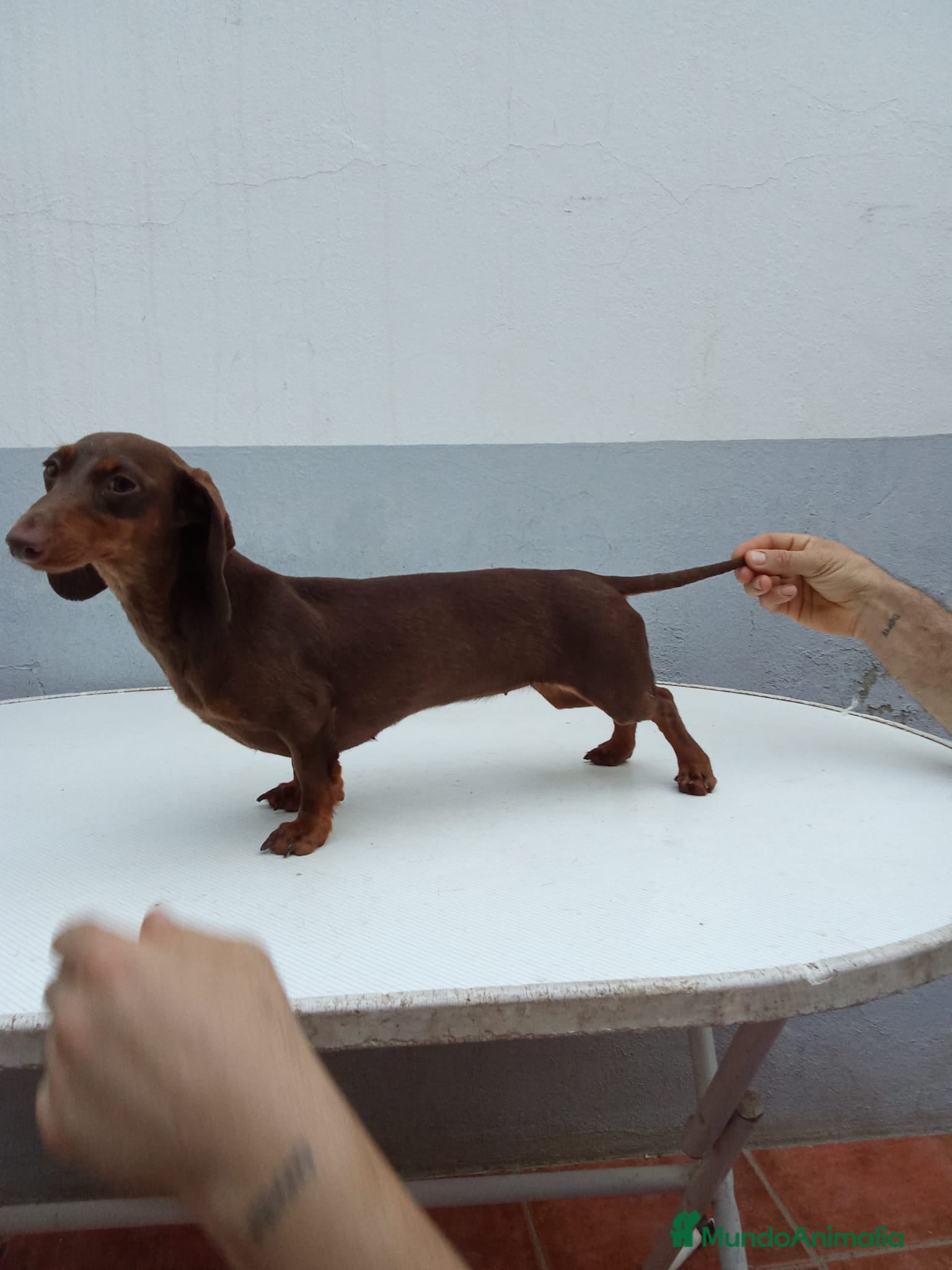 Teckel perros Varios sementales  en Valencia - Anuncio 2