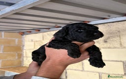 Perro de Agua Español perros en venta: Cachorritos perro de aguas español - Imagen 4