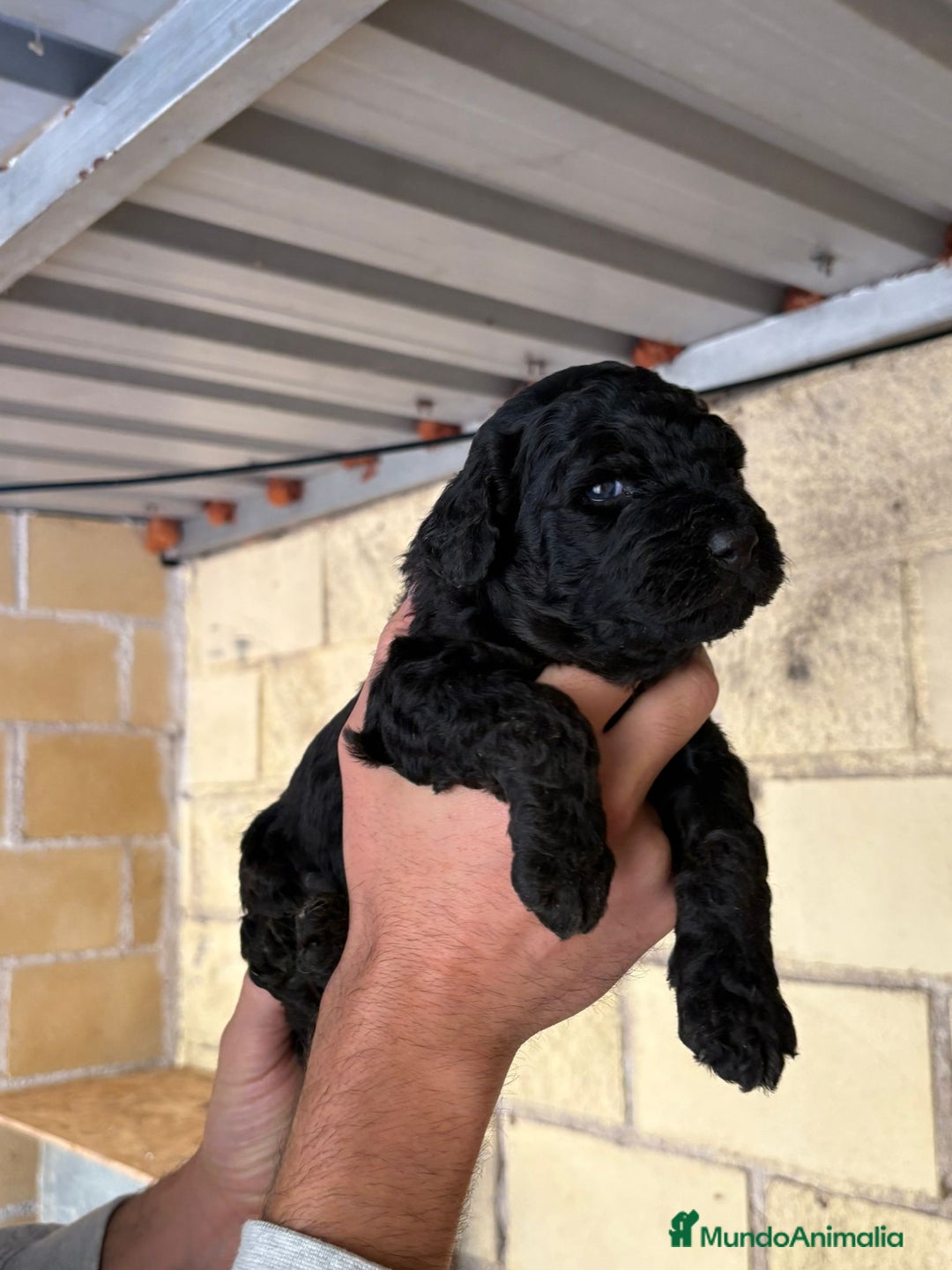 Perro de Agua Español perros en venta: Cachorritos perro de aguas español - Imagen 4