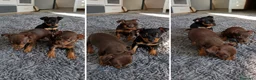 Pinscher Miniatura perros en venta: Cachorros Mini Pinscher | Entrega en Toda España - Anuncio 1
